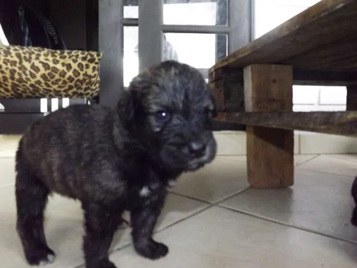 Cachorro ra a mestiços idade Abaixo de 2 meses nome ninhada