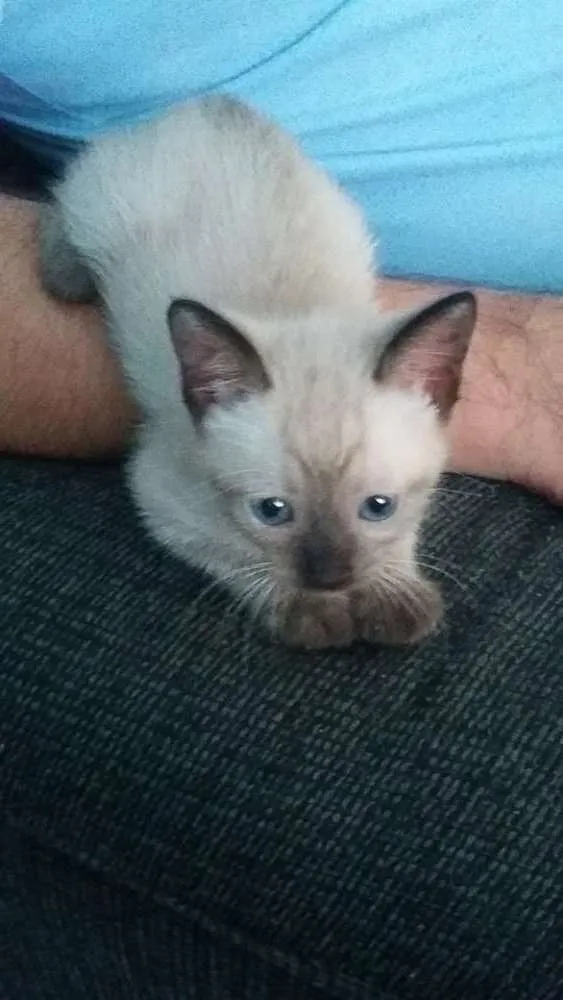 Gato ra a  idade 2 a 6 meses nome jully