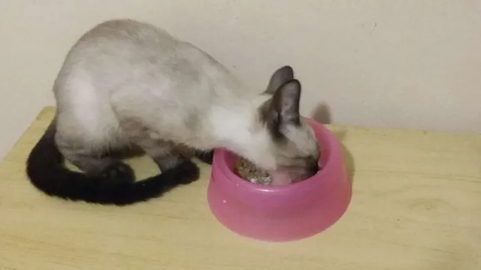 Gato ra a  idade 2 a 6 meses nome jully