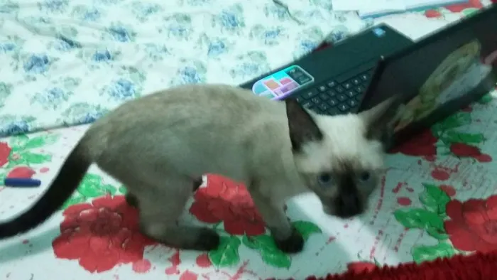 Gato ra a  idade 2 a 6 meses nome jully