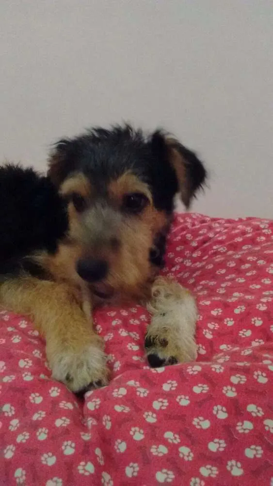 Cachorro ra a Vira lata idade 2 a 6 meses nome Rabito