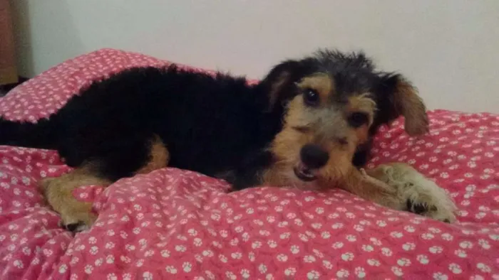 Cachorro ra a Vira lata idade 2 a 6 meses nome Rabito