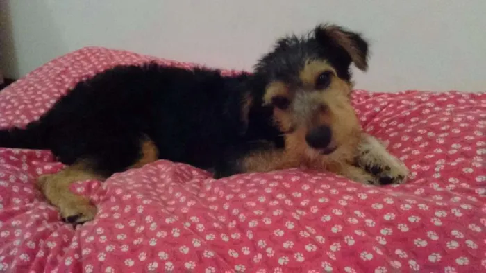 Cachorro ra a Vira lata idade 2 a 6 meses nome Rabito