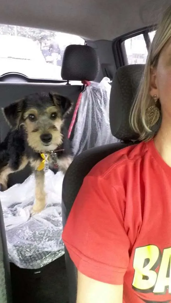 Cachorro ra a Vira lata idade 2 a 6 meses nome Rabito