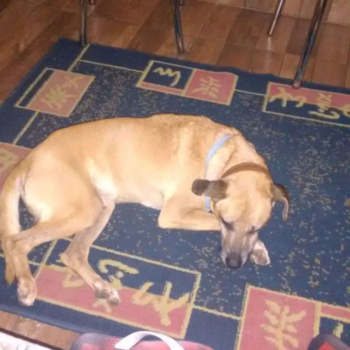 Cachorro ra a viralata idade 5 anos nome rock