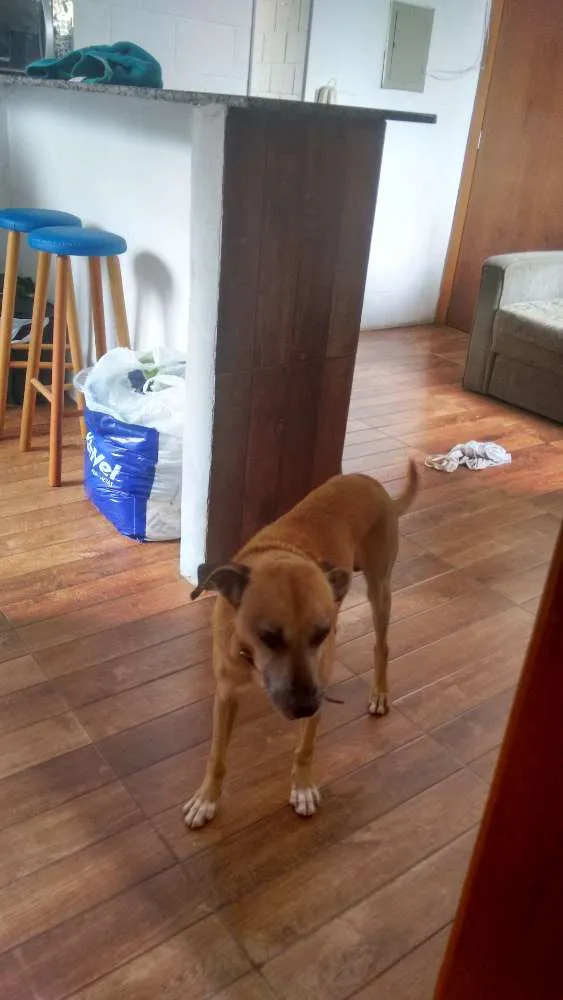 Cachorro ra a viralata idade 5 anos nome rock