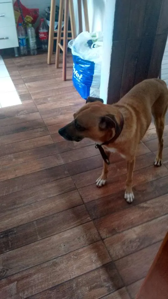Cachorro ra a viralata idade 5 anos nome rock