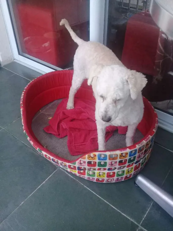 Cachorro ra a Poodle  idade 5 anos nome Mel