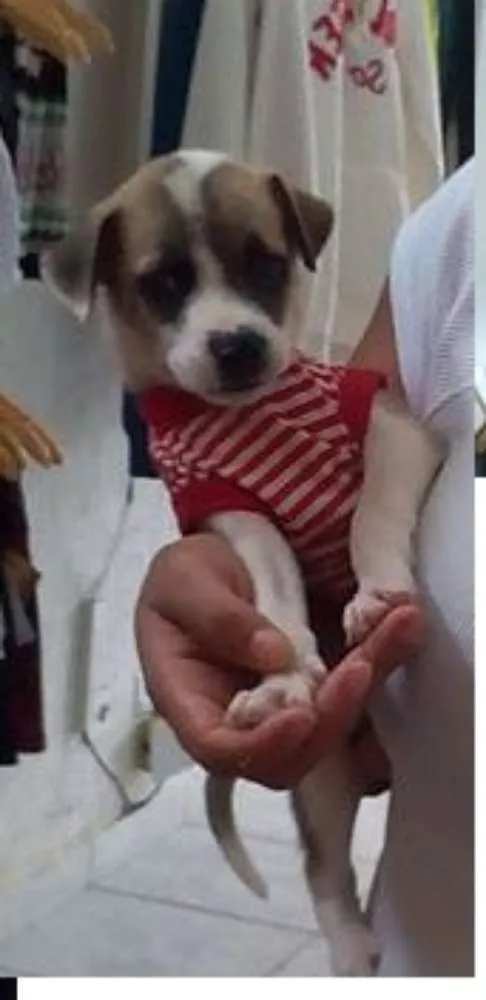 Cachorro ra a viralata  idade 2 a 6 meses nome Margarida/ Robin