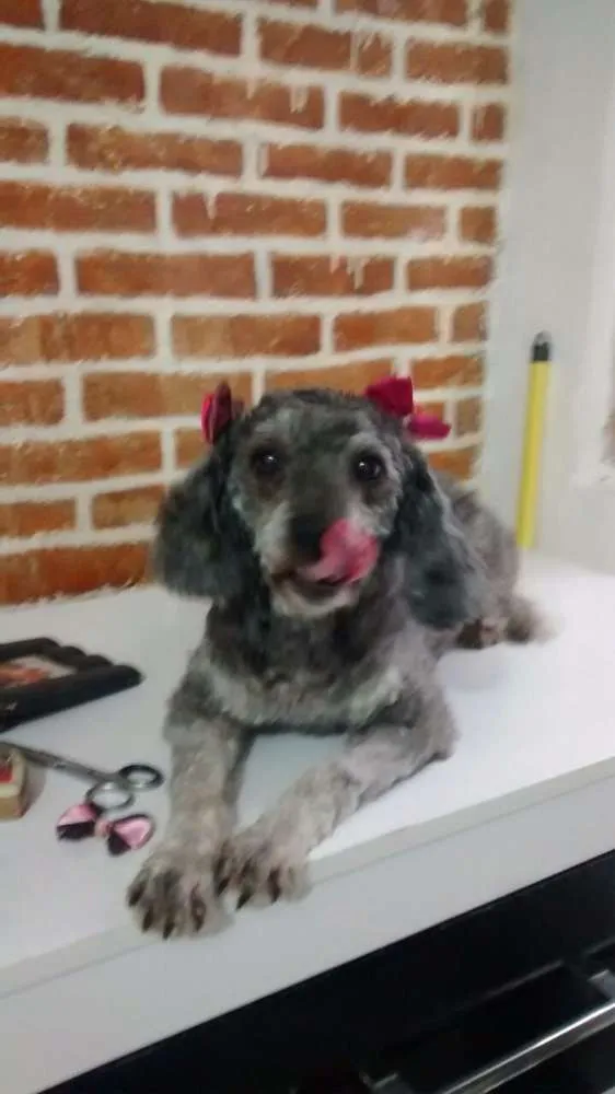 Cachorro ra a poodle idade 2 anos nome bely
