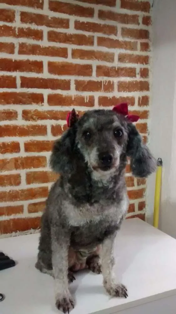 Cachorro ra a poodle idade 2 anos nome bely