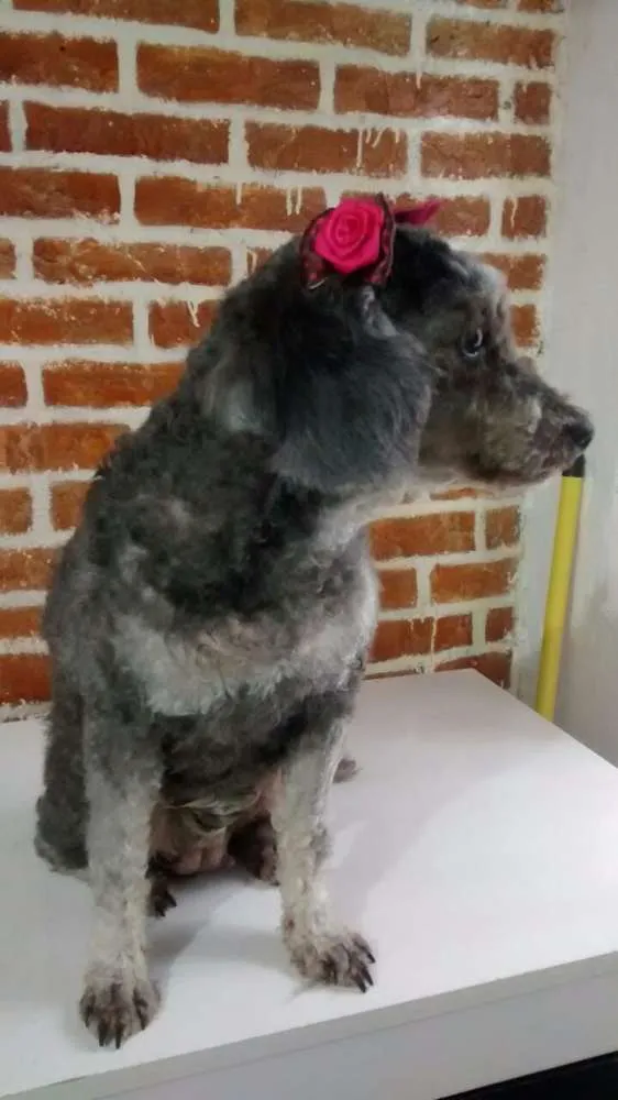 Cachorro ra a poodle idade 2 anos nome bely