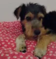 Rabito