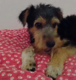 Cachorro raça Vira lata idade 2 a 6 meses nome Rabito