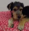 Cachorro raça Vira lata idade 2 a 6 meses nome Rabito