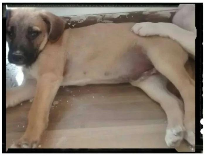 Cachorro ra a vira lata  idade 2 a 6 meses nome Robin 