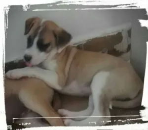 Cachorro raça vira lata  idade 2 a 6 meses nome Robin 