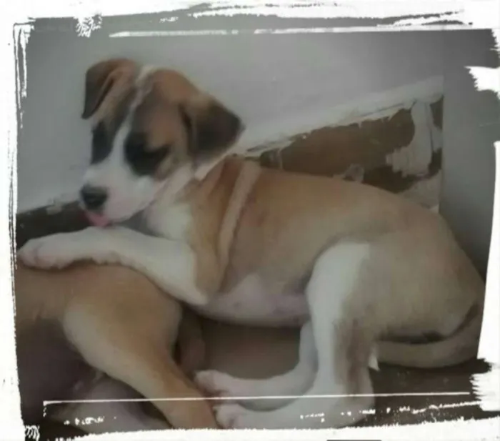 Cachorro ra a vira lata  idade 2 a 6 meses nome Robin 