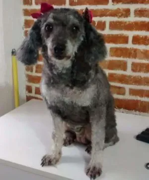 Cachorro raça poodle idade 2 anos nome bely