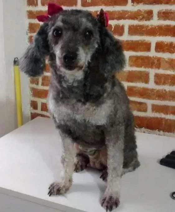 Cachorro ra a poodle idade 2 anos nome bely
