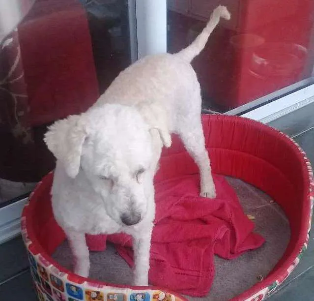 Cachorro ra a Poodle  idade 5 anos nome Mel