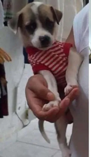 Cachorro raça viralata  idade 2 a 6 meses nome Margarida/ Robin