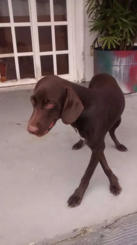 Cachorro raça srd idade 7 a 11 meses nome tufão