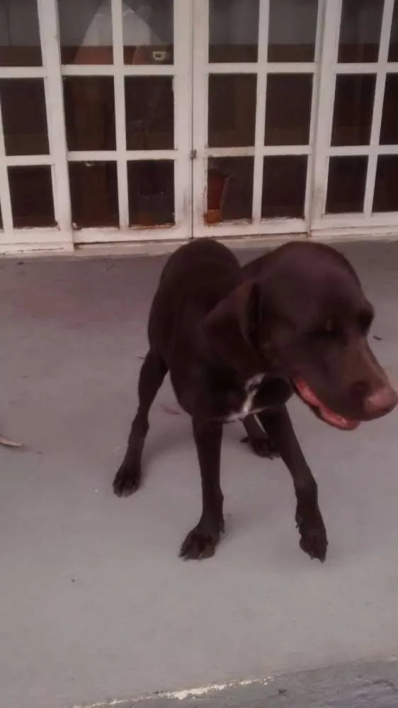 Cachorro raça srd idade 7 a 11 meses nome tufão