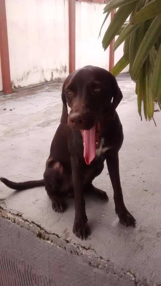 Cachorro raça srd idade 7 a 11 meses nome tufão