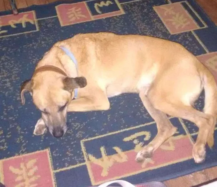 Cachorro ra a viralata idade 5 anos nome rock