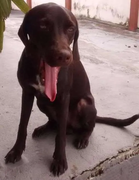 Cachorro raça srd idade 7 a 11 meses nome tufão