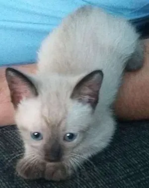 Gato raça  idade 2 a 6 meses nome jully