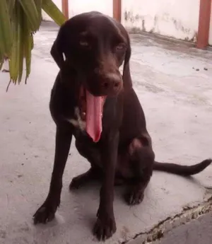 Cachorro raça srd idade 7 a 11 meses nome tufão