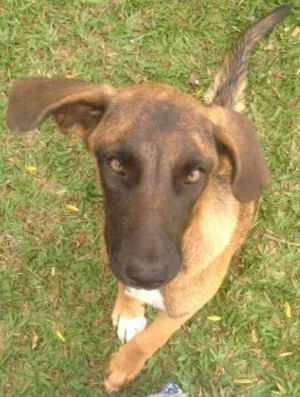Cachorro raça SRD idade 2 a 6 meses nome Thor