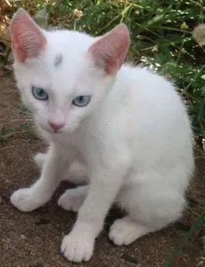 Gato raça SRD idade 2 a 6 meses nome Lindinha