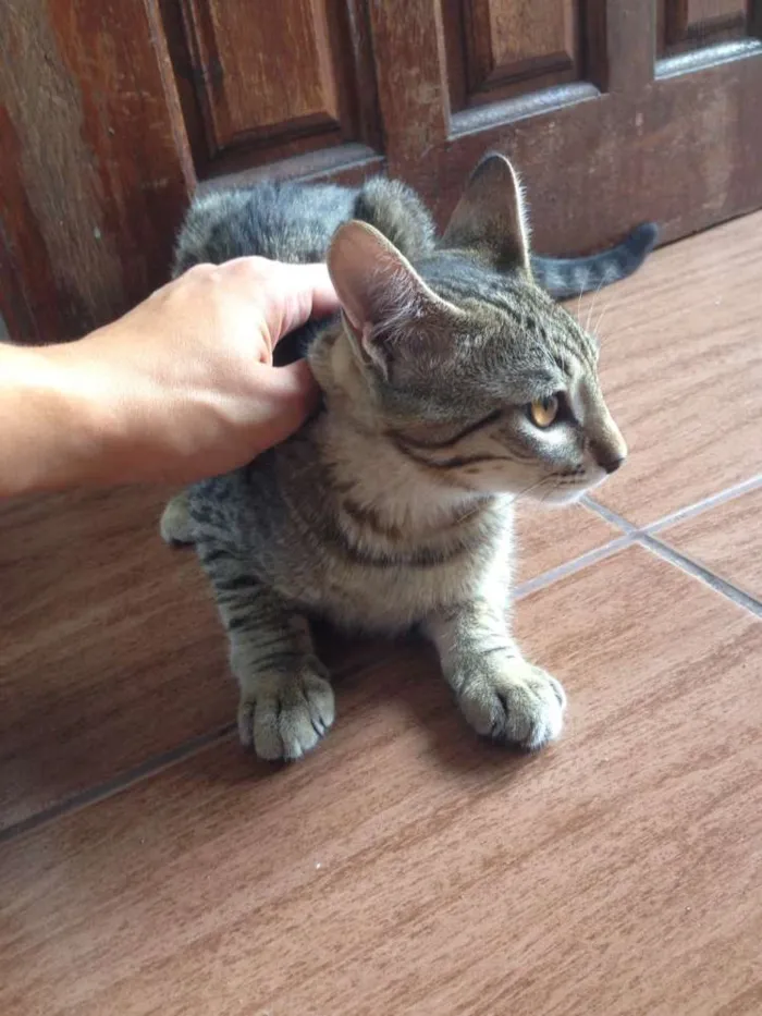 Gato ra a srd idade 2 a 6 meses nome Lili