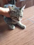 Lili