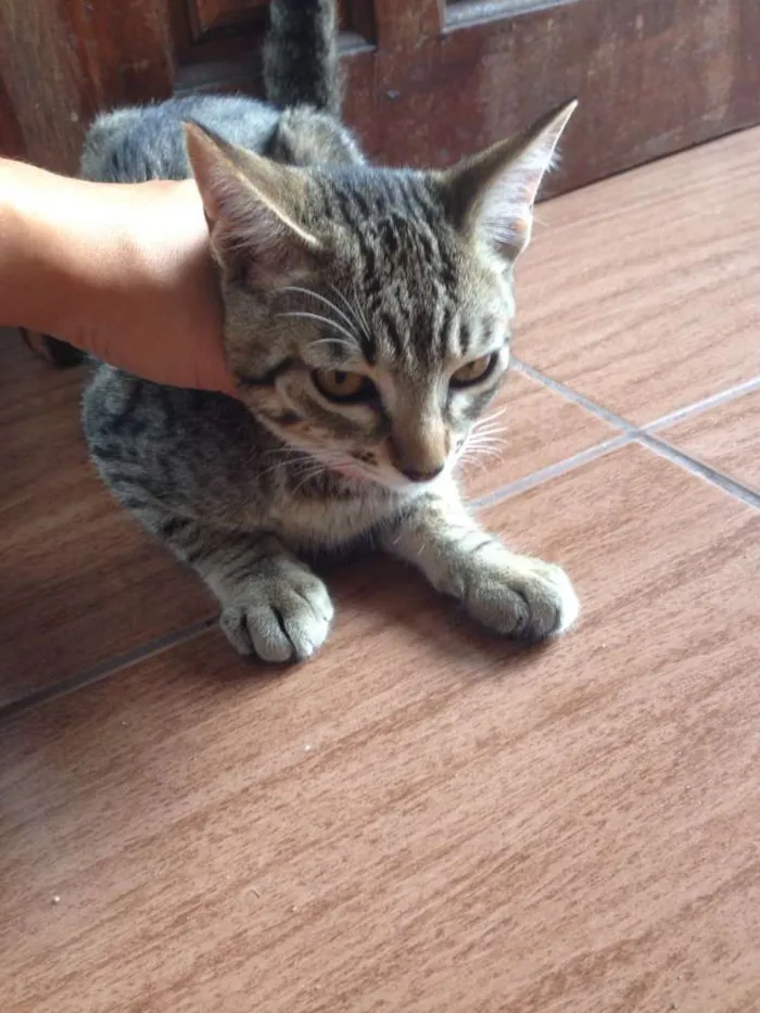 Gato ra a srd idade 2 a 6 meses nome Lili