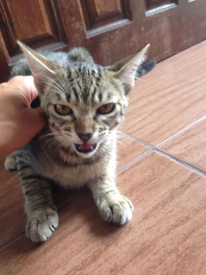 Gato ra a srd idade 2 a 6 meses nome Lili