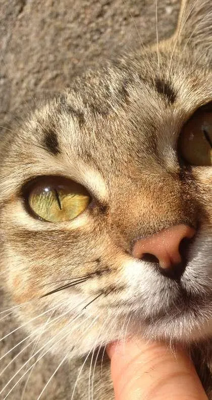 Gato ra a SRD idade 7 a 11 meses nome Mini