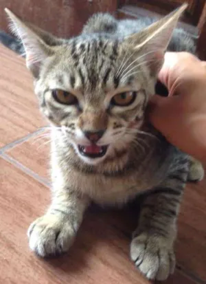 Gato raça srd idade 2 a 6 meses nome Lili