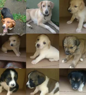 Cachorro raça Vira lata idade Abaixo de 2 meses nome Filhotes