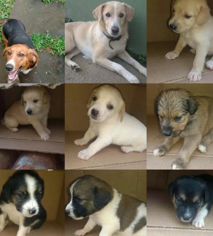 Cachorro ra a Vira lata idade Abaixo de 2 meses nome Filhotes
