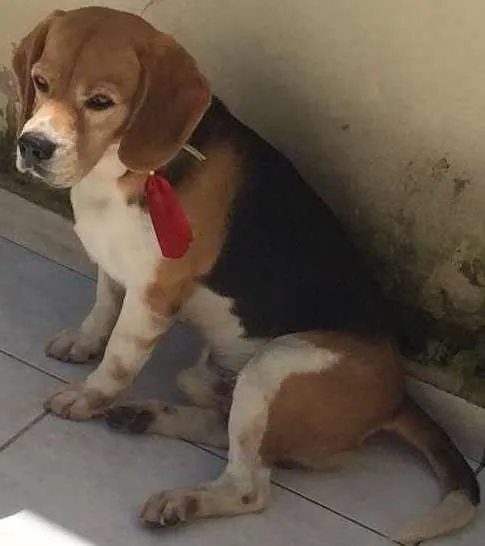 Cachorro ra a Beagle idade 6 ou mais anos nome Fred