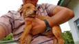 LOIRINHO