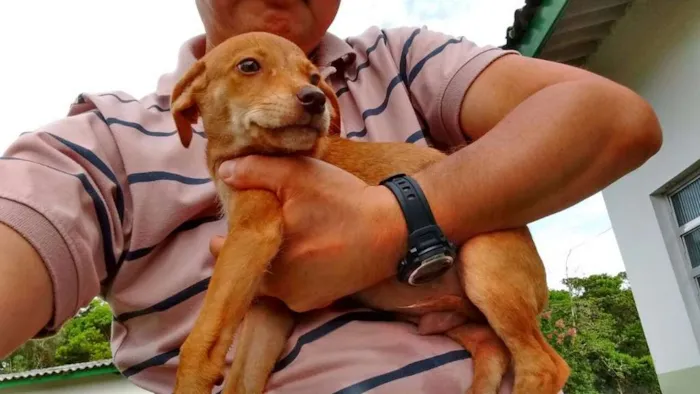 Cachorro ra a SRD idade Abaixo de 2 meses nome LOIRINHO