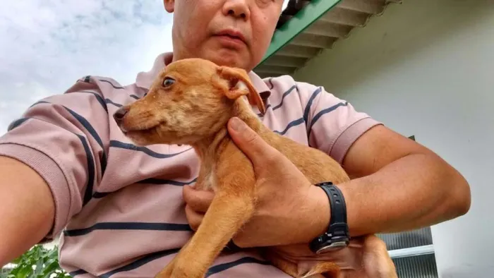 Cachorro ra a SRD idade Abaixo de 2 meses nome LOIRINHO