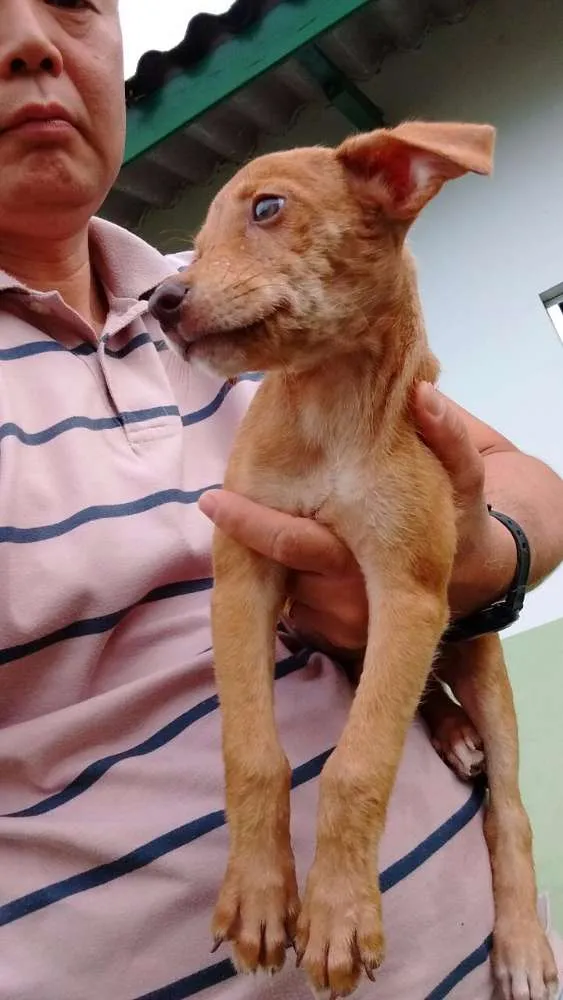 Cachorro ra a SRD idade Abaixo de 2 meses nome LOIRINHO