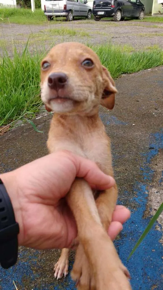Cachorro ra a SRD idade Abaixo de 2 meses nome LOIRINHO