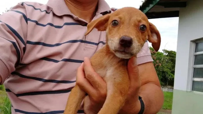 Cachorro ra a SRD idade Abaixo de 2 meses nome LOIRINHO